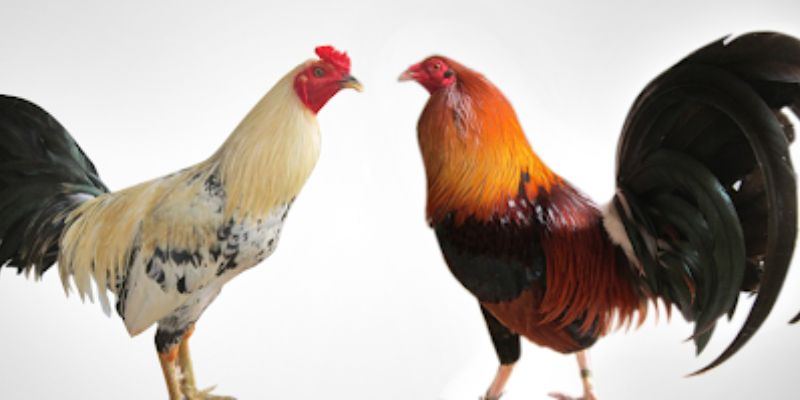 Bí quyết chọn gà đá